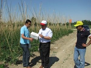 Domates güvesi için tuzaklar asıldı