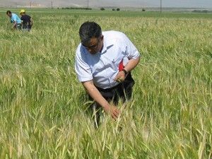 Süne ve kımıl ile mücadele sürüyor
