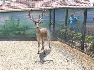 Sıcaklar hayvanları da etkiledi