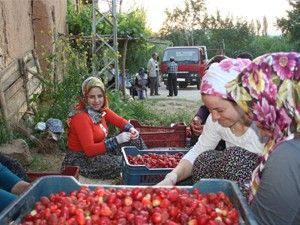 Köylü kadınlar çilek mesaisinde