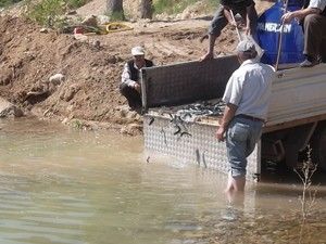 3 bin 500 alabalık bırakıldı