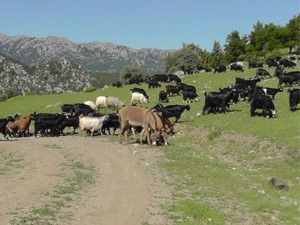 Yaylalara göç başladı