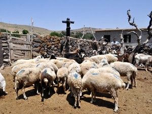 Koyun ağıllarında korkuluktan güvenlik