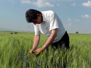 Tarlada durum kötü