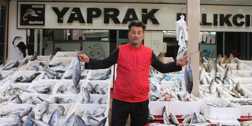 Palamut ve hamsi yoğun talep görüyor