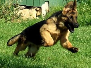Emniyet, iz takibi yapabilen köpek yetiştiriyor