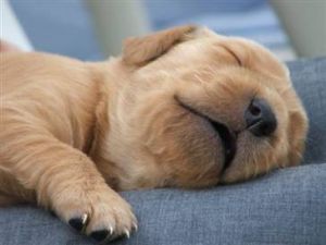 Komşunuz köpeğinizi öldürebilir