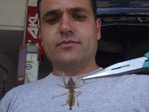 Kulu'da Etobur örümcek korkusu