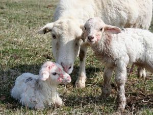 Emirgazi'de 70 adet kuzu çalındı