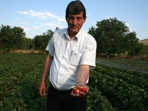 İlmen'de Organik Çilek, Kiraz Kültür Festivali