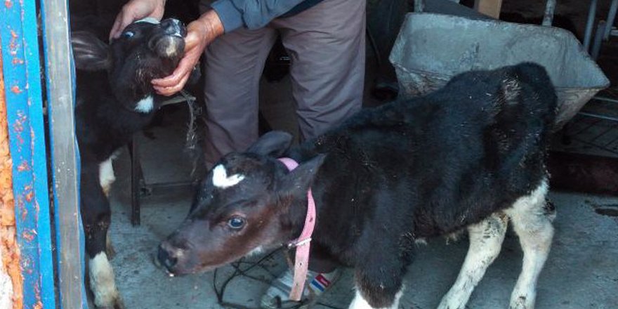 Konya’da çalınan hayvanlar Afyonkarahisar’da bulundu