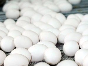Türk yumurtası AB'ye adım attı