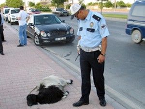 Keçiye çarpan sürücü bıçaklandı