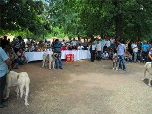 Aksaray malakları ilgi odağı oldu
