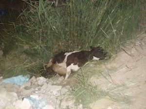 İnek kurtarma operasyonu