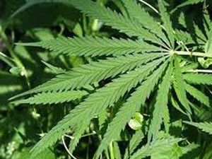 Karapınar'da 90 kök Hint keneviri ele geçirildi