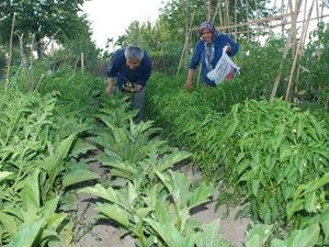 Hobi bahçelerinden ürün toplanıyor