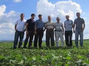 Karabuğday, altın yumurtlayan tavuk