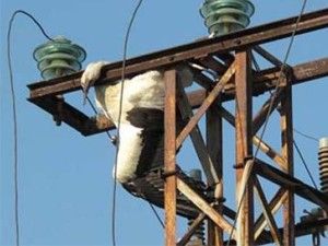 Bir Leylek Kenti Elektriksiz Bıraktı