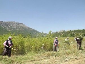 Şeflik müdürlük yıllarına geri döndü