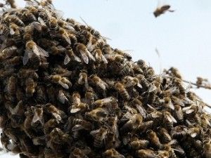 Arıların saldırısına uğradılar