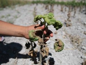 Ürünü tarlada ihmal bıraktı