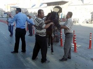 At, trafiği birbirine kattı