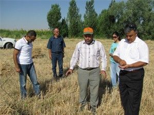 Ereğli'de buğday hasadı sürüyor
