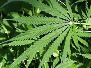 84 kök hint keneviri ele geçirildi