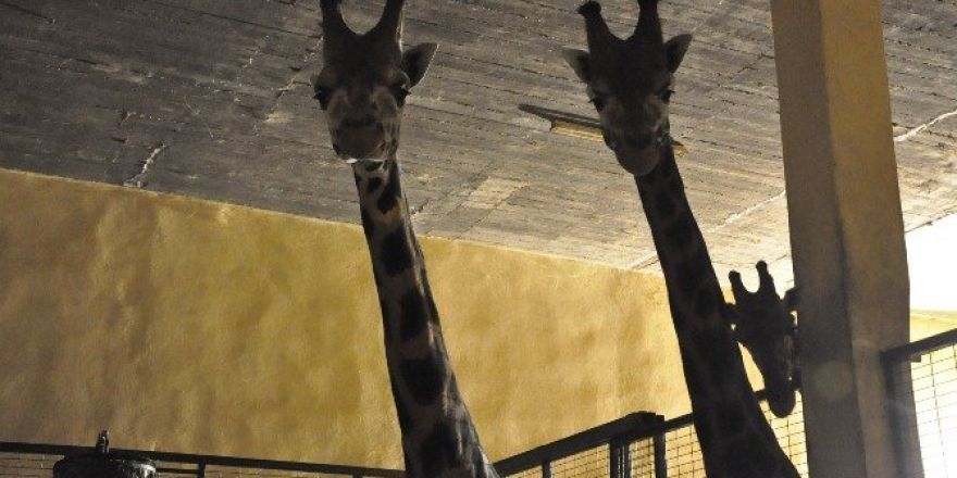 Darıca Hayvanat Bahçesindeki zürafa ailesine 2 yeni üye daha katıldı