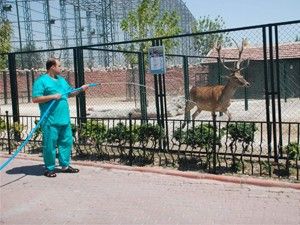 Hayvanlar serinletiliyor