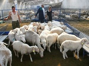 Koyun çiftlikleri çoban bulamıyor