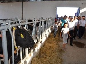 300 gebe düve çiftçilere dağıtıldı