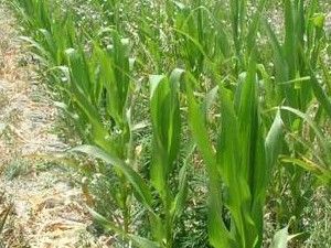 Karapınar'da dev operasyon