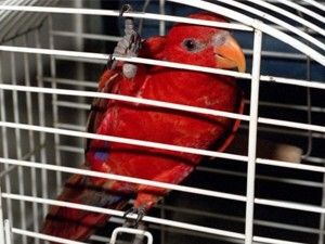 Hırsızı 'papağan' yakalattı