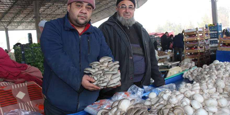 İstiridye mantarı şifa dağıtıyor