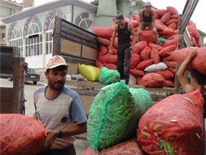 Derbent'te fasülye telaşı başladı