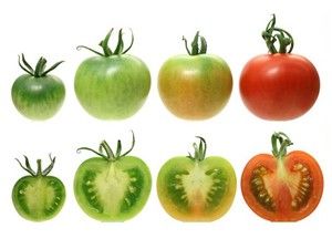 Domatesin lezzeti geri geliyor