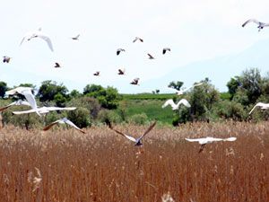 Beyşehir Gölü'nde foto safari yapıldı
