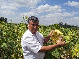 Ayçiçeği hızla yayılıyor