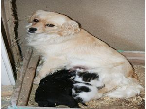 Köpek, yavru kediye annelik yapıyor