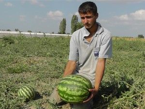 Beyşehir'de karpuz hasadı başladı