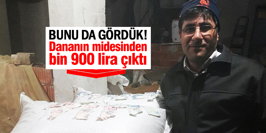 Kestiği dananın midesinden para çıktı