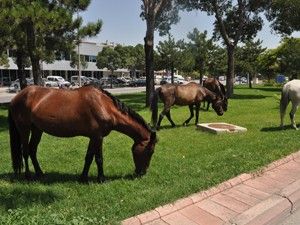 Buranın çimlerini atlar biçiyor