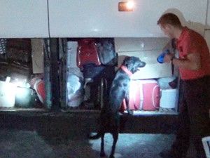 Yolcu otobüsünde 14 kilo esrar ele geçirildi