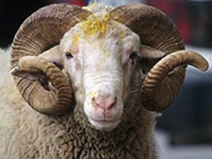Kurban Bayramı tatili kaç gün olacak?