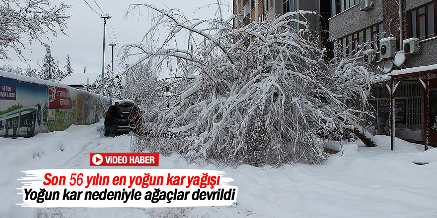 Yoğun kar nedeniyle ağaçlar devrildi