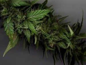 Ereğli'de uyuşturucu operasyonu