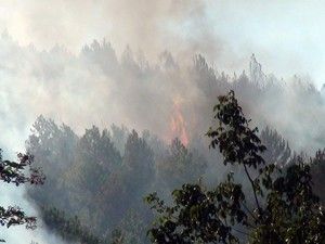 Akşehir'de orman yangını