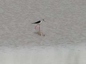 Tersakan Gölü eski günlerine döndü